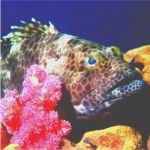 Diving